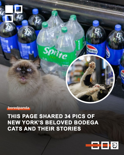Community Share Bodega Cats.jpg