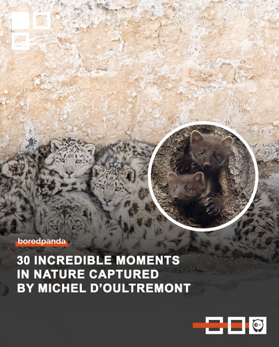 stunning wildlife photography michel.jpg
