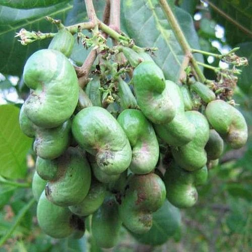kaju tree plant 500x500.jpg