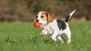 dog3.jpg