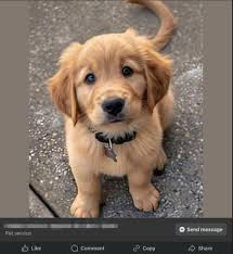 dog2.jpg