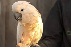 parrot.jpg
