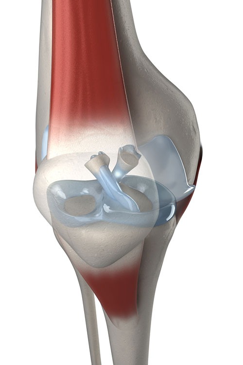ACL PCL Surgery in Indore.jpg