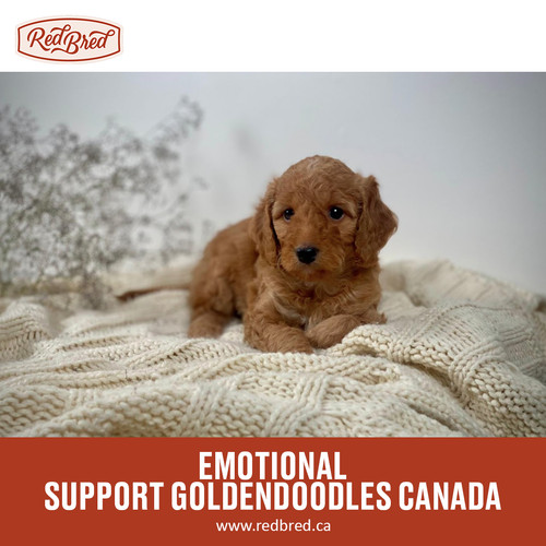 Emotional support Goldendoodles Canada.jpg