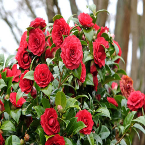 Red double Camellia japonica 'Black Tie' in flower..jpg