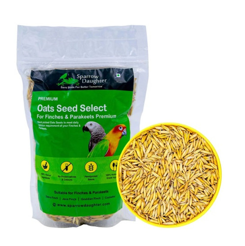 Buy Bird Seed Online.jpg
