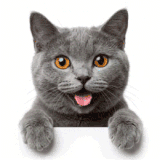 skoon cat 03.3