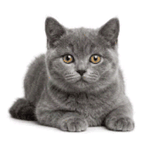 skoon cat 01.3