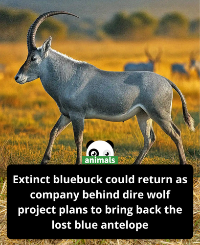 606. The Company That Brought Back Dire Wolves Unveils Plans to De Extinct Blue Antelope Species (Ex.png