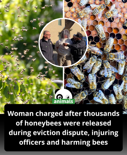 605. Beekeeper in Massachusetts Charged After Allegedly Releasing Her Colony for a Friend Fighting a.png