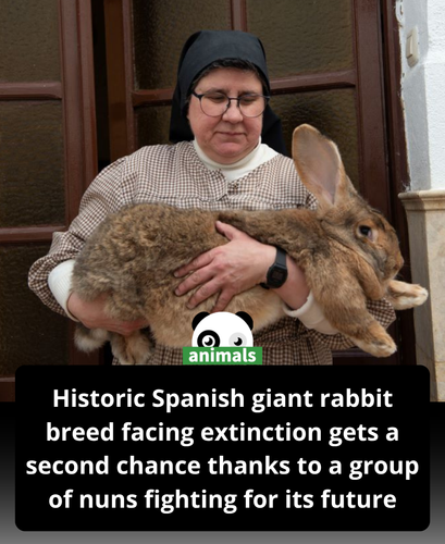 609. During the Spanish Civil War and the famine years that followed, one animal helped keep familie.png