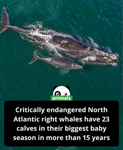 608. Critically Endangered North Atlantic Right Whale Baby Boom Brings 23 Calves in Best Breeding Se.png