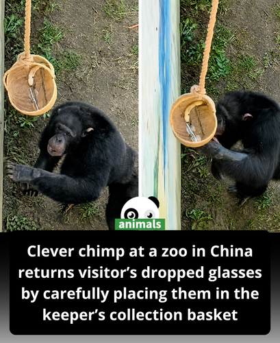 607. A clever chimp cooperated with a zookeeper by picking up the glasses and carefully placing them.png
