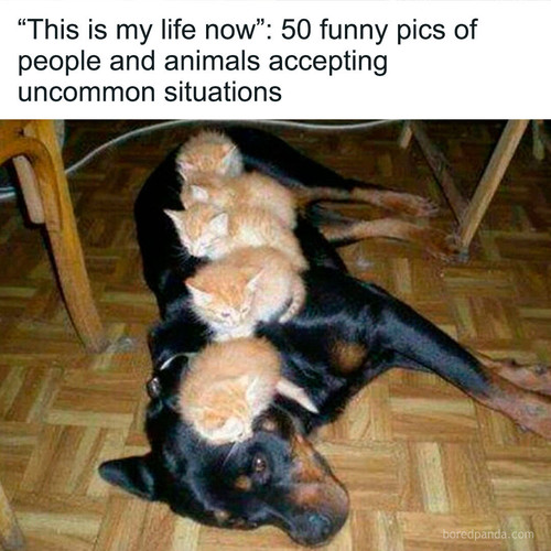 funny animals.jpg