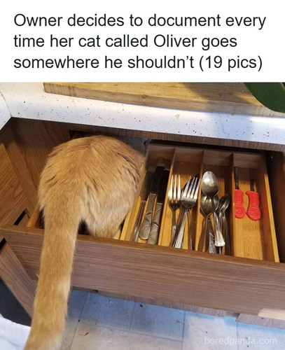 places oliver should not be cat.jpg