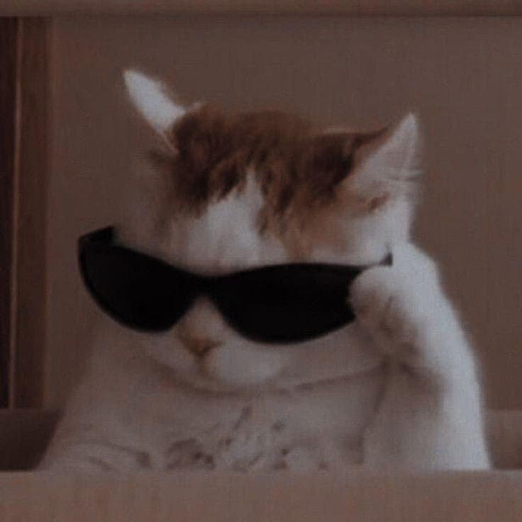 Cool cat with sunglasses