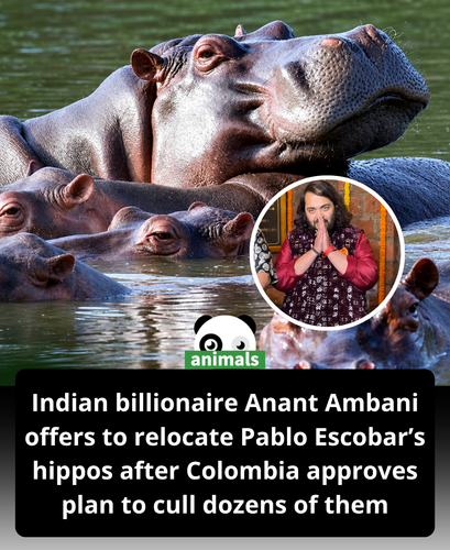597. Billionaire’s son offers home for hippos that escaped Pablo Escobar’s zoo after authorities thr.png
