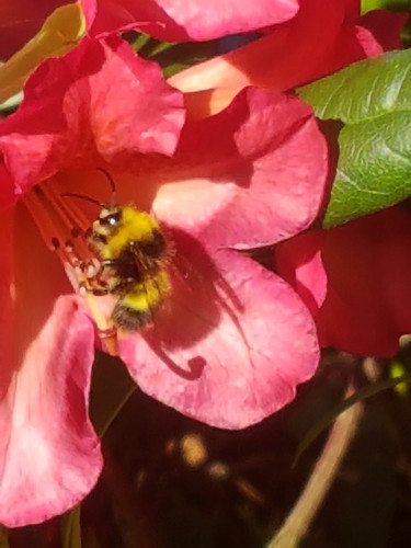 Azelias&Rhodies 13.jpg