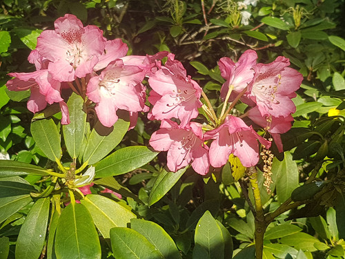 Azelias&Rhodies 10.jpg