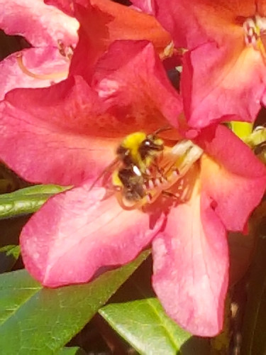 Azelias&Rhodies 14.jpg