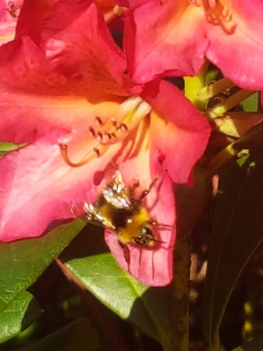 Azelias&Rhodies 15.jpg