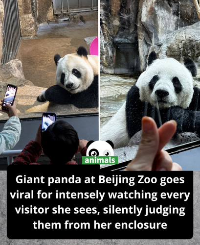 595. Meet Meng Meng, the Beijing Zoo panda mom known for calmly sitting and quietly watching visitor.png
