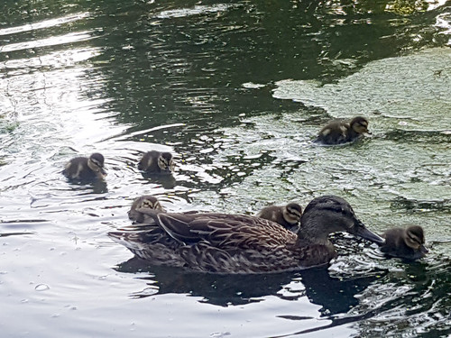 Duck family 7
