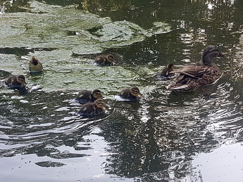 Duck family 8.jpg
