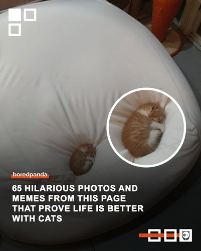 funniest cat pics memes.jpg