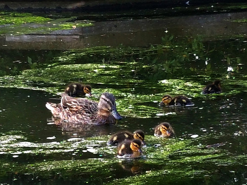 Duck family 9