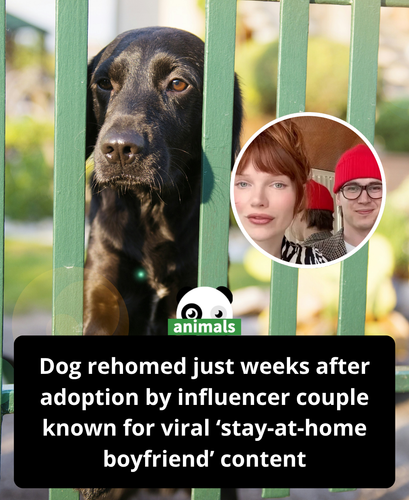 596. Couple Known for Viral ‘Stay at Home Boyfriend’ Content Announce They Rehomed Their Dog Weeks A.png