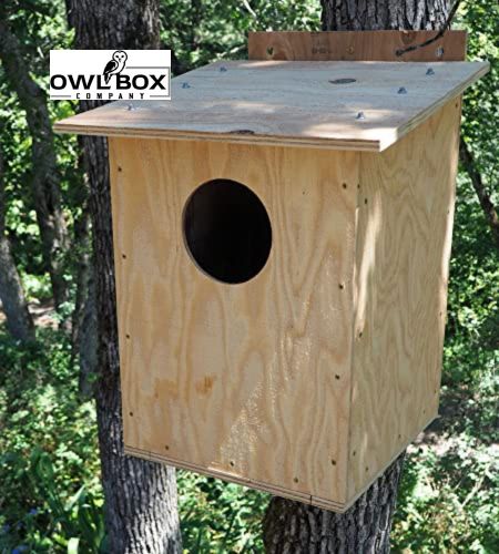 Safe Nesting Solution for Backyard Wildlife Barn Owl Birdbox.jpg
