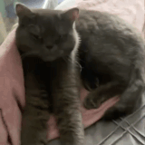 OutputMedium.gif