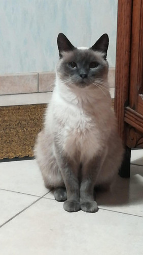 cat 2.jpg
