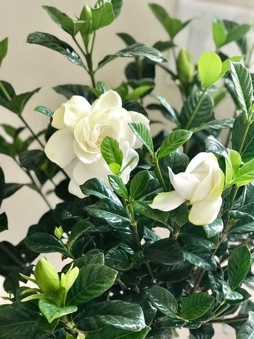 gardenia 7ITG 1746432345862.jpg