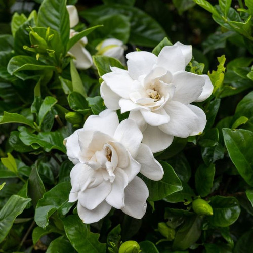 Gardenia Jubilation, Trade 3 Gallon, Gardenia Shrubs Bushes, Zone 8 11.jpg