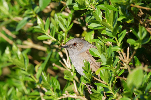 P1000644 crop.jpg