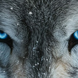 intense wolf gaze stockcake