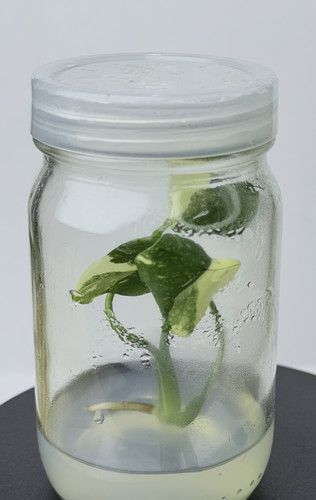 Monstera creme burlee.jpg