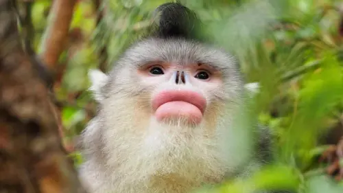 the faces of snub nosed monkeys multiple species v0 q43tiv3jz5wb1.webp