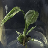 Monstera deli white monster