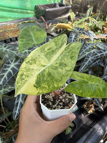 Alocasia pink dragon aurea.jpg
