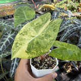 Alocasia pink dragon aurea