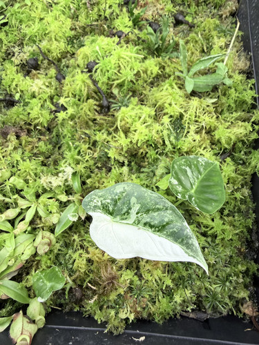 Alocasia frydek.jpg