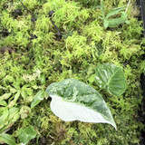 Alocasia frydek