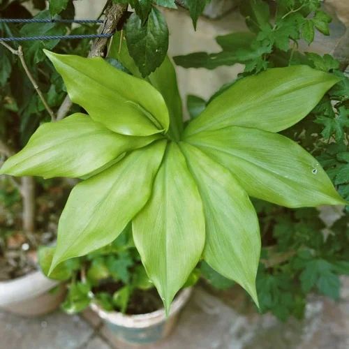 6 Potent Insulin Plant Benefits and Uses.jpg