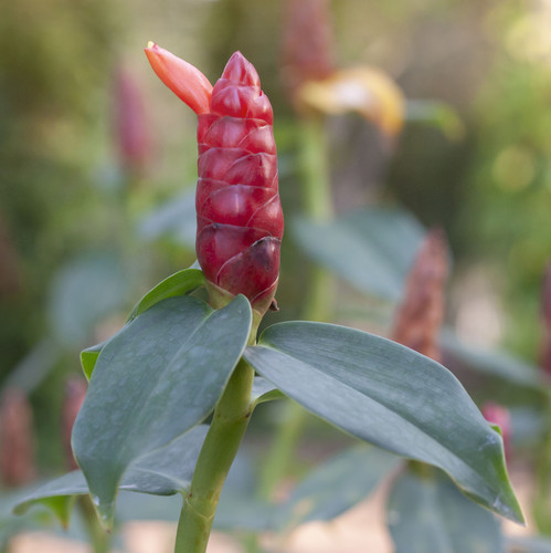 vecteezy red shampoo ginger flower or zingiber zerumbet with sunlight 12624697.jpg