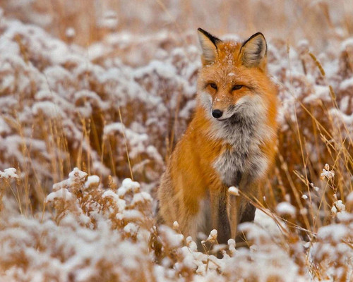 GingerFox430.jpg