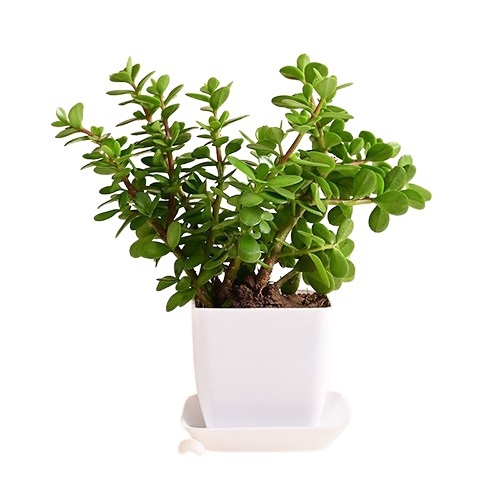 live jade plant in blossom white pot 779.jpg