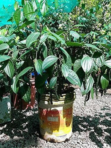 redwingz black pepper gol morich.jpg